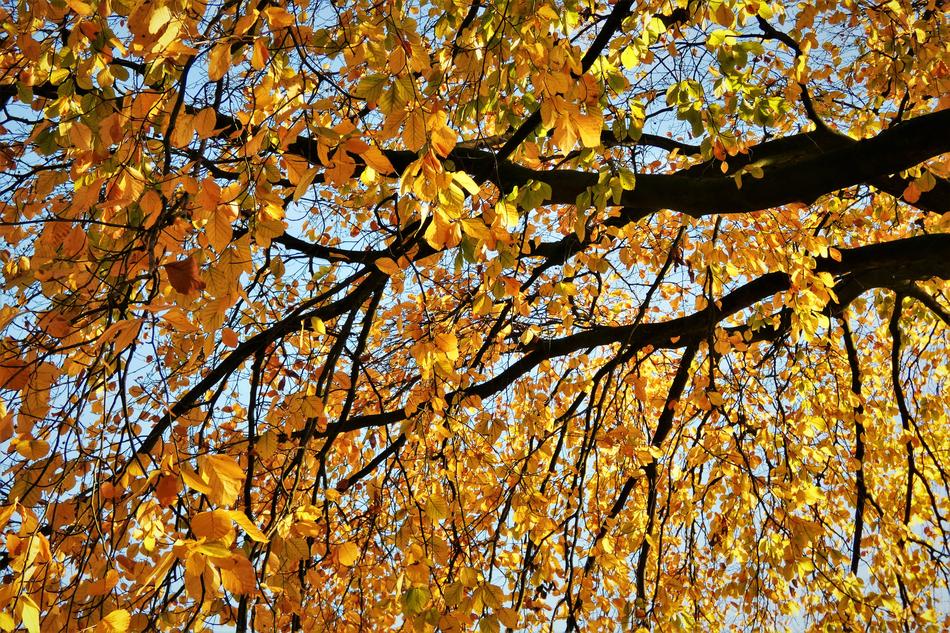 Leaves Aesthetic Tree
