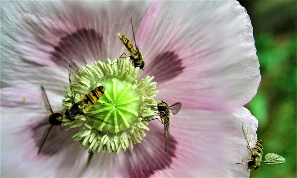 Episyrphus balteatus on a flower