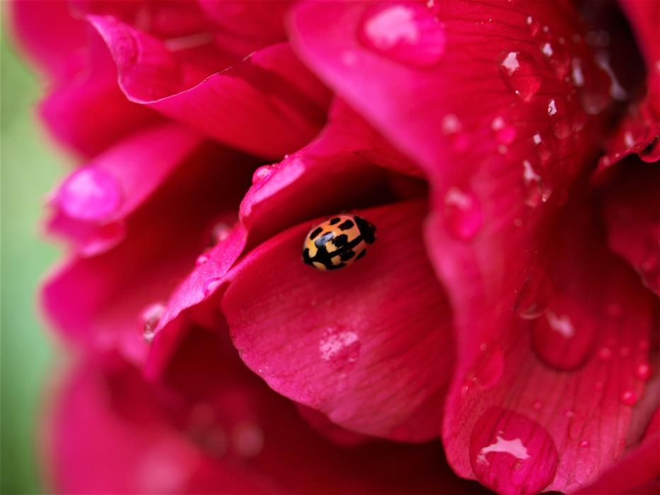 Flower Bloom Insect