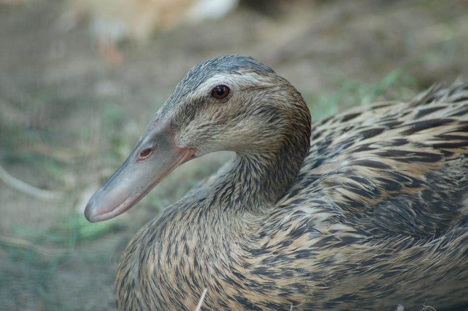 Nature Birds Animals