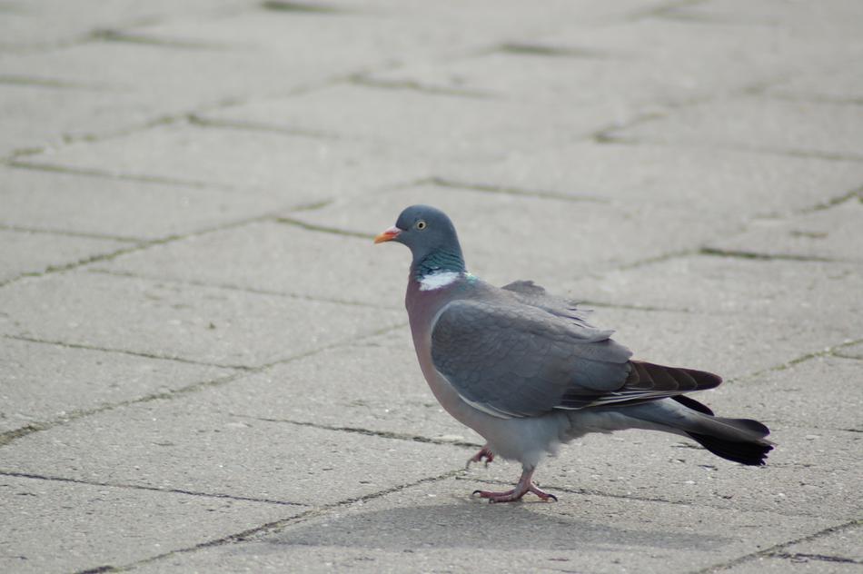 Birds Nature