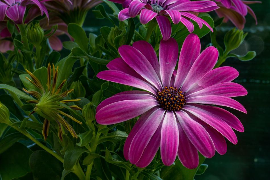 pink flowers on a branch in the garden