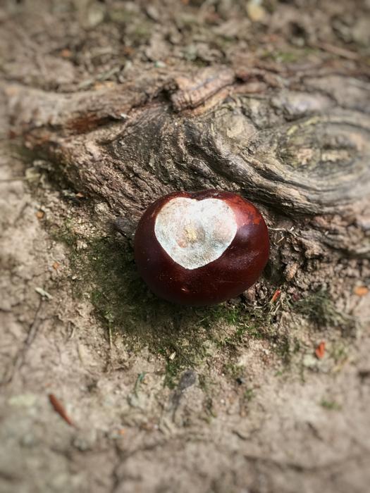 Buckeye Chestnut Nature