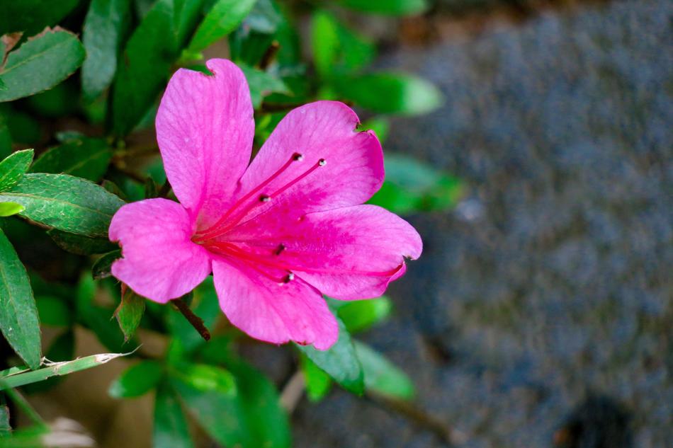 Rhododendron Plant Beautiful