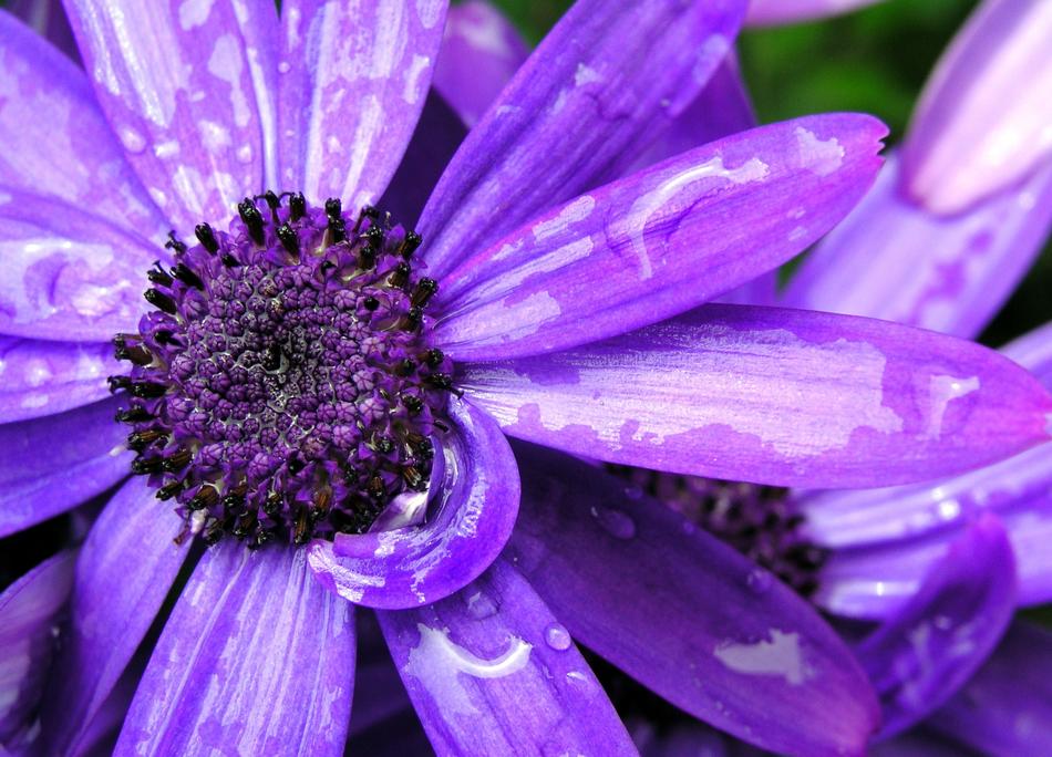 Flower Flora Nature