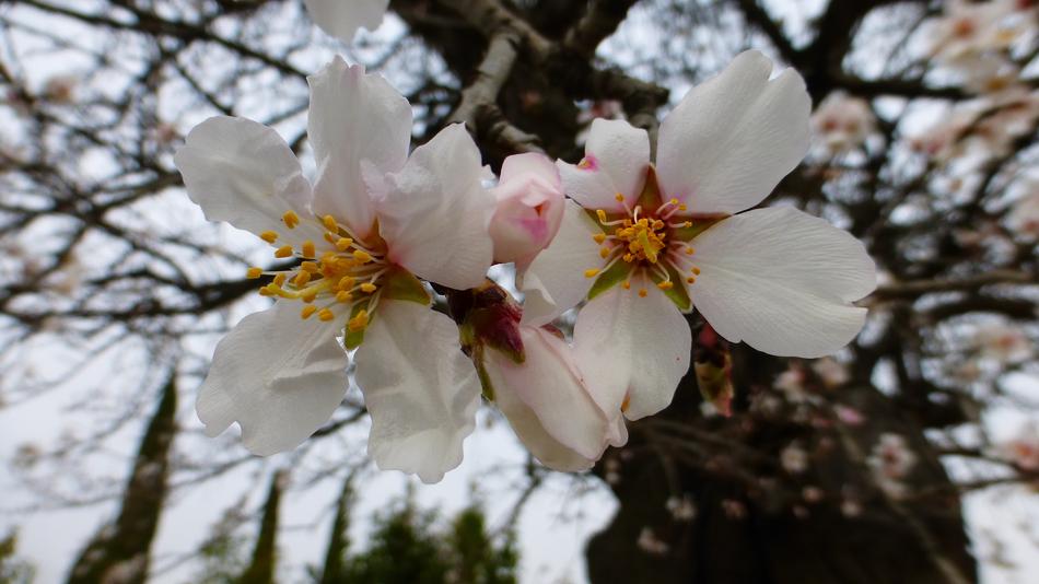 Flower Tree Branch