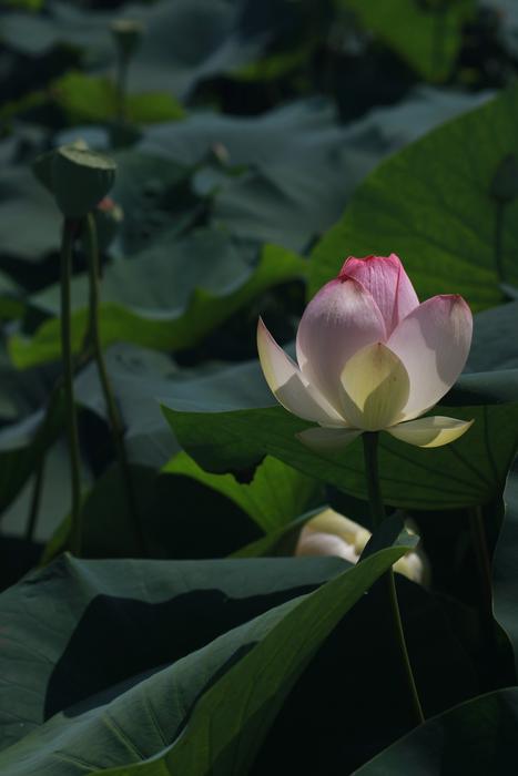 Kite Lotus Peaks Pond