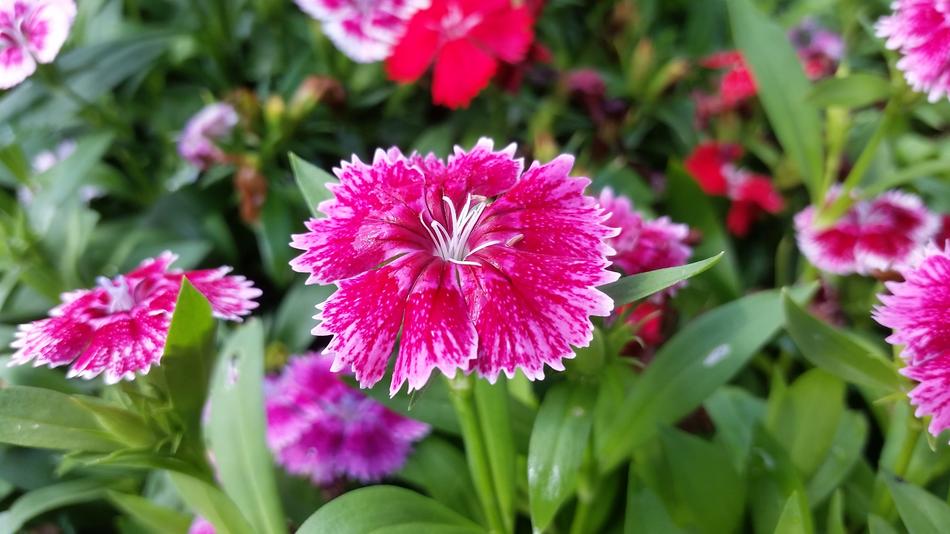 Pink Flora Flower