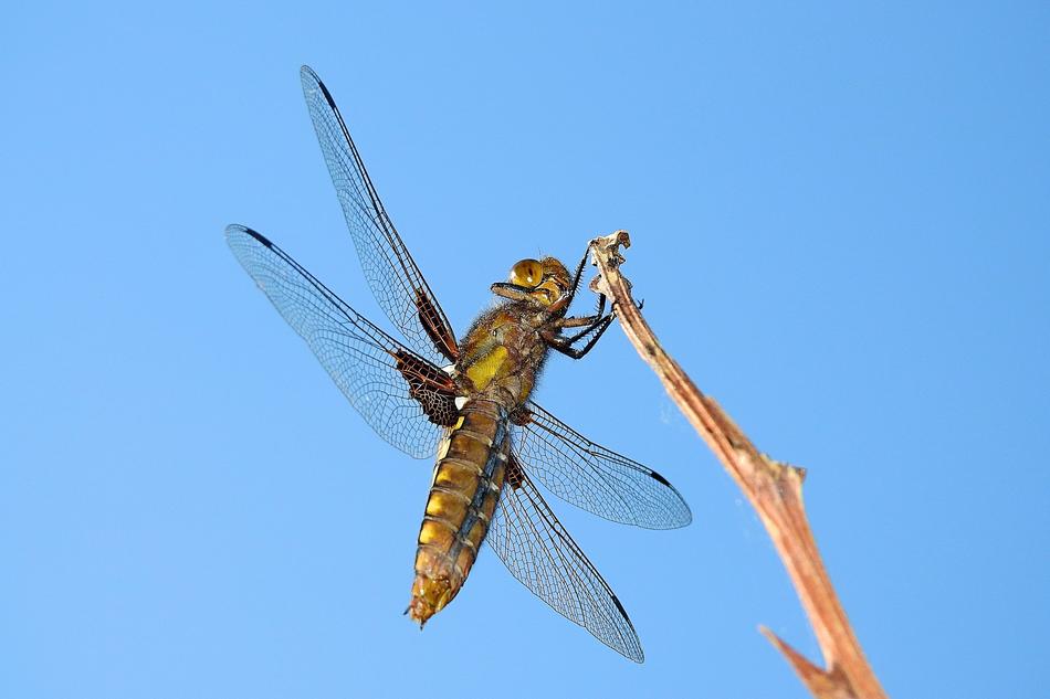 Wazka Nature