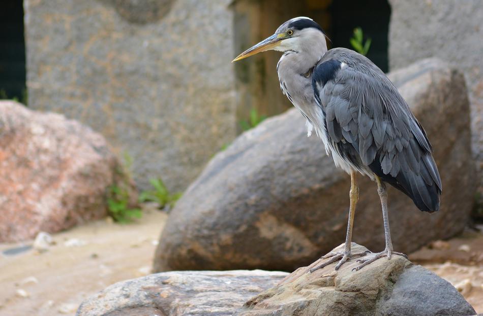 Animal World Nature Bird