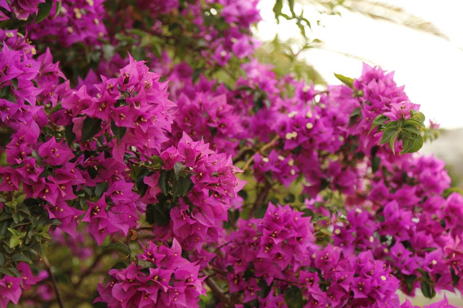 Flowers Yellow Flower