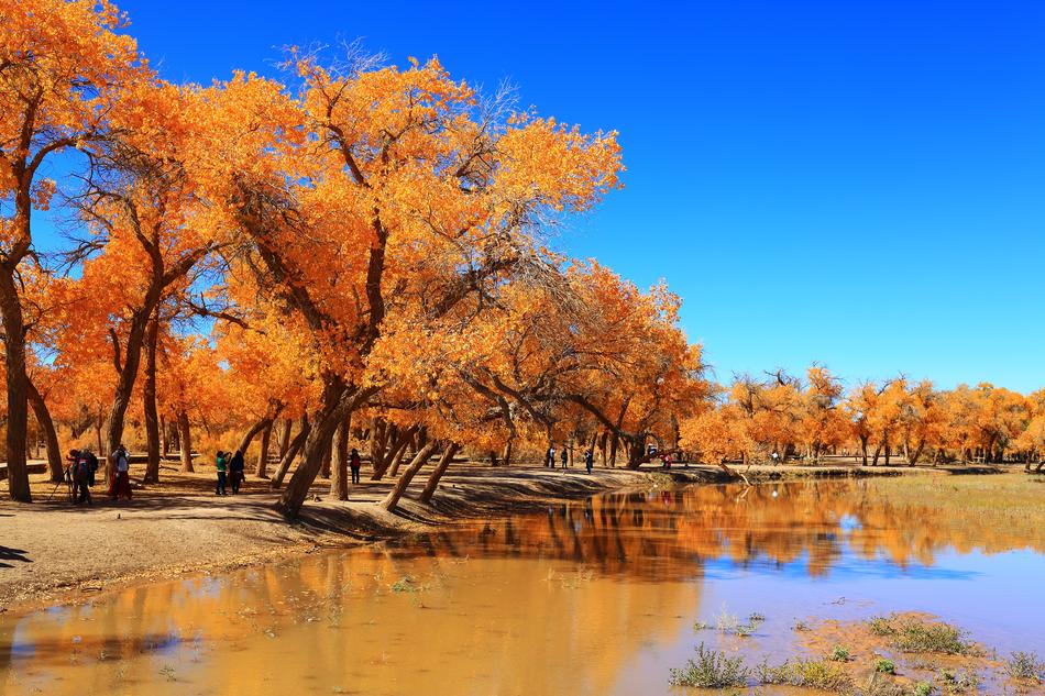 Autumn Tree Nature