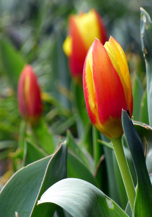 Tulip Flower Nature