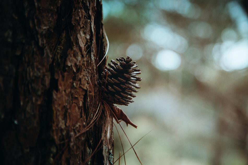 Nature Tree Wood