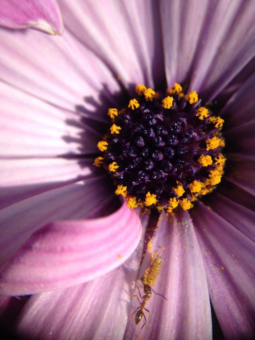 Flower Nature Flora