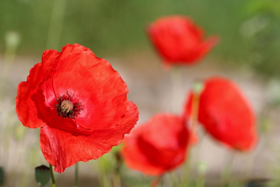 Poppy Flower Red
