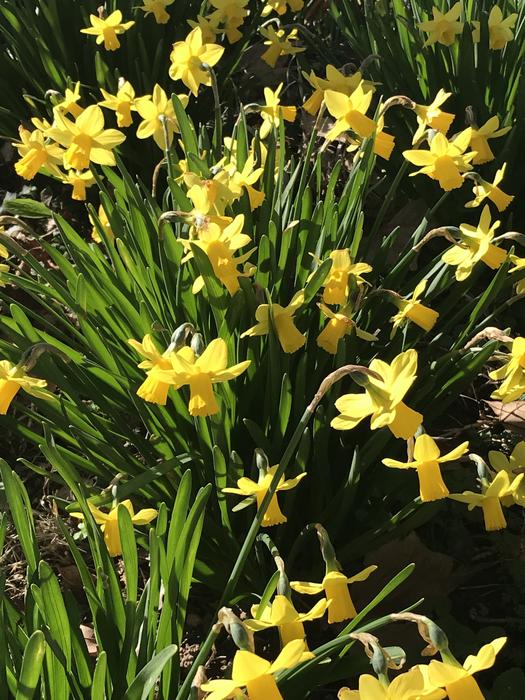 Flower Daffodil Easter