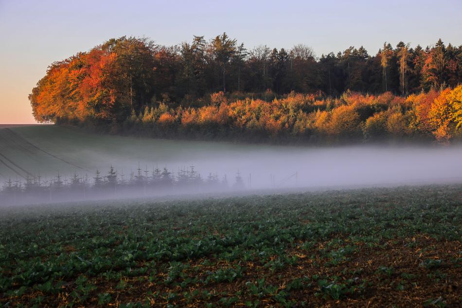 Autumn Landscape Trees Fall