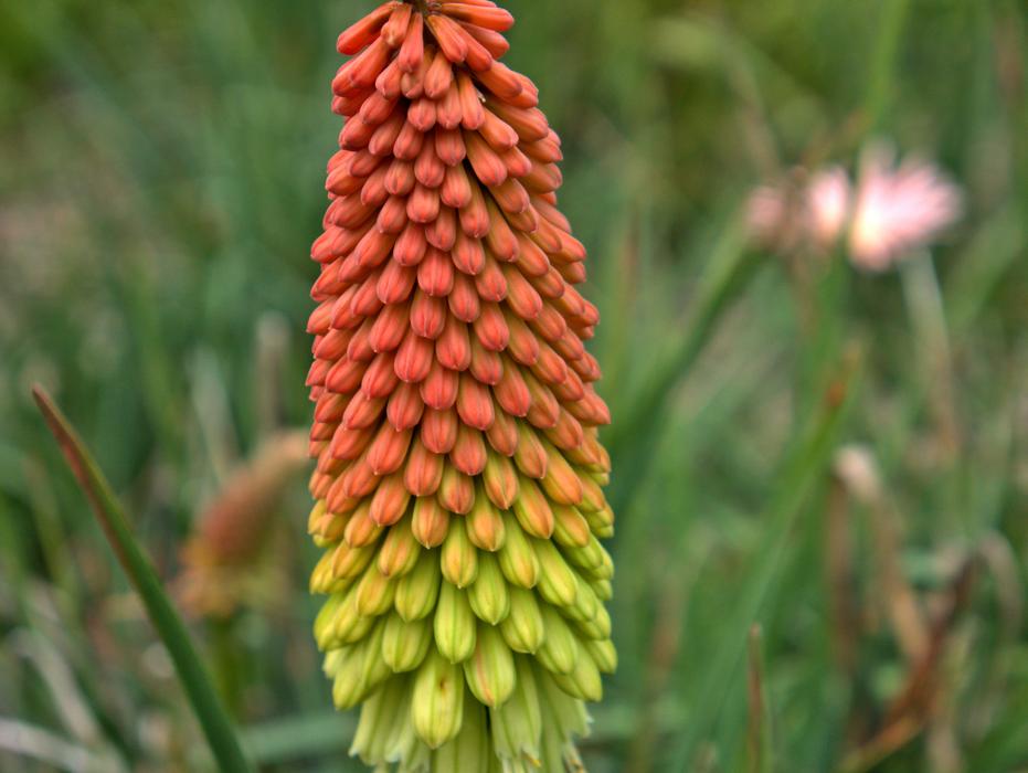 Nature Flower Flora