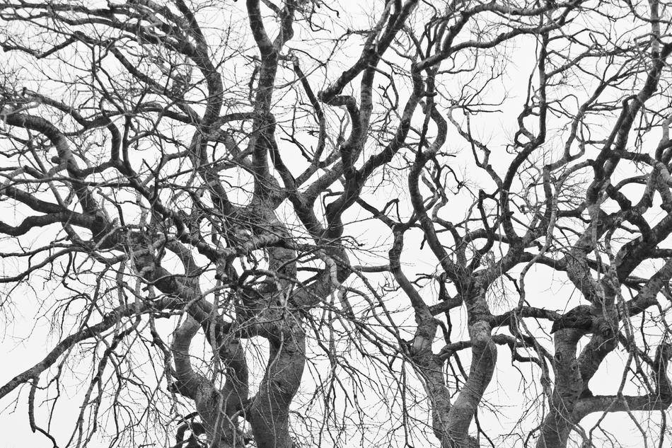 Branch No Person Nature