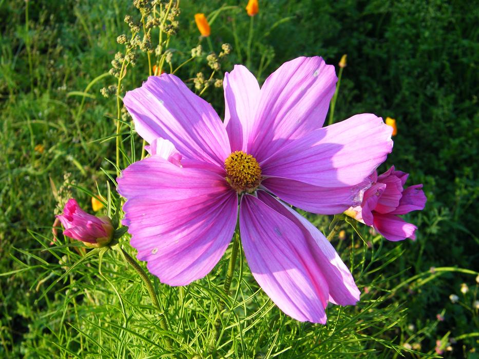 Mallow Summer Flower