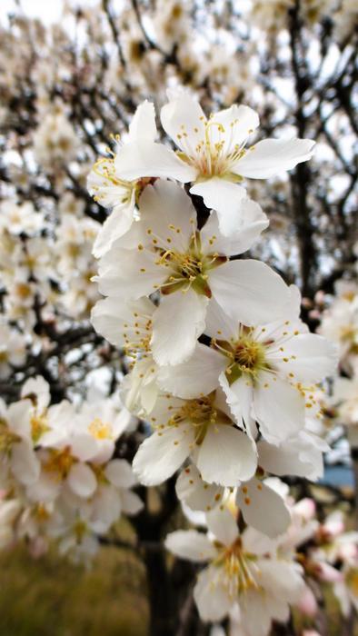Flower Branch Tree