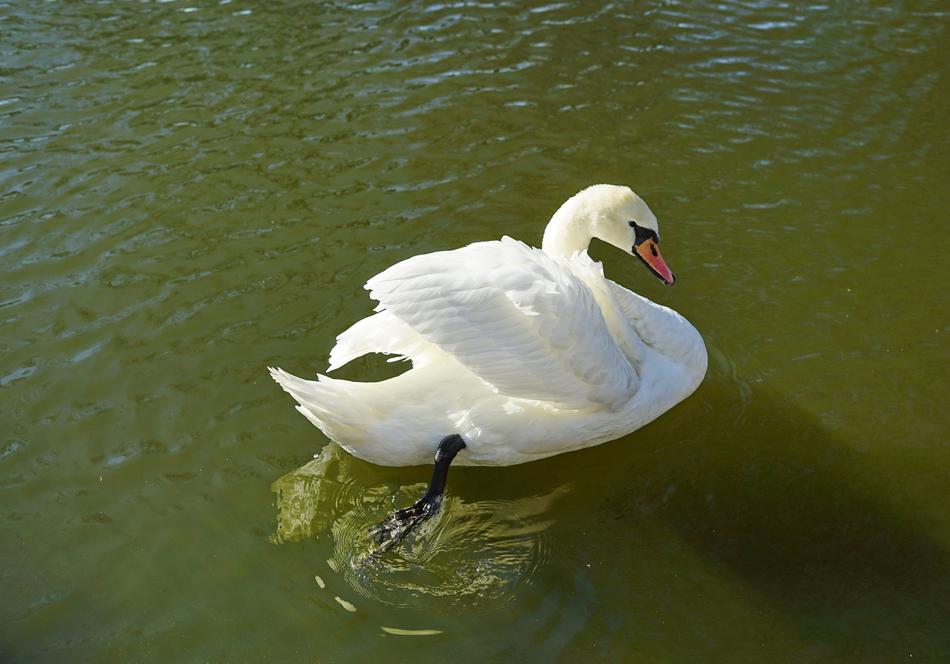 Swan Pond Water