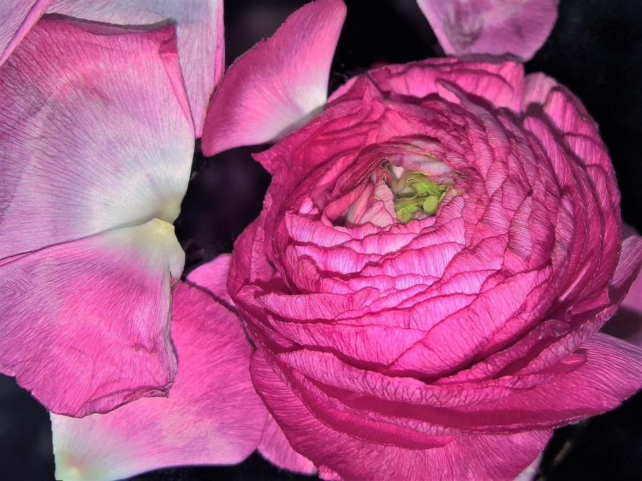 Flower Ranunculus Single Bloom