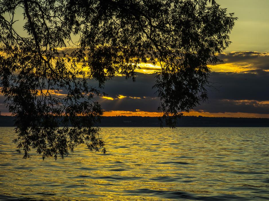 Water Tree Nature