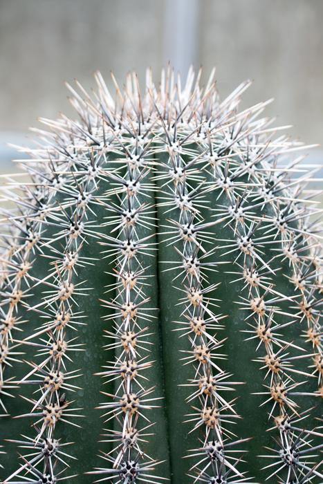 close-up of a spiny potted cactus