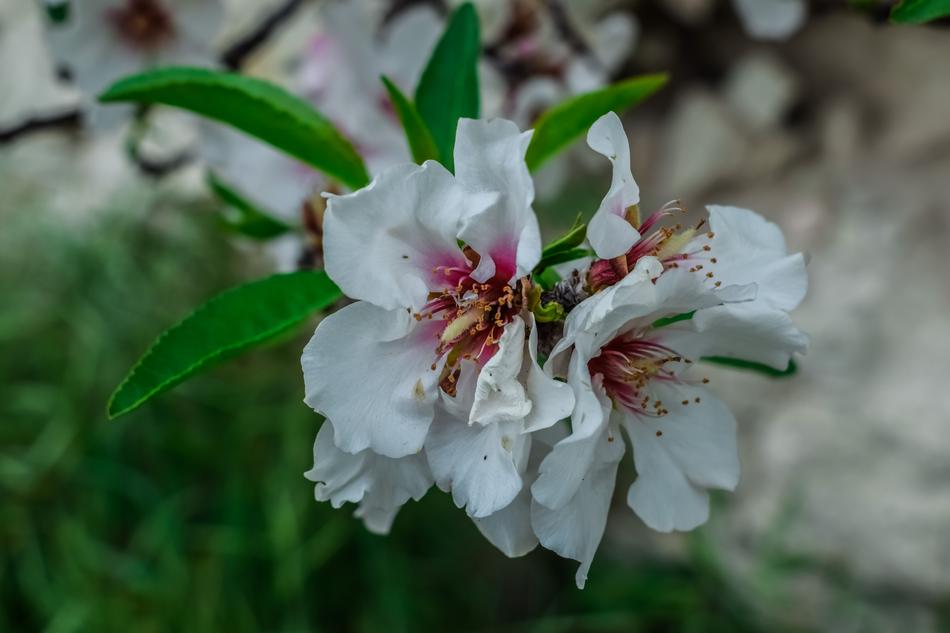 Cherry Flower Flora