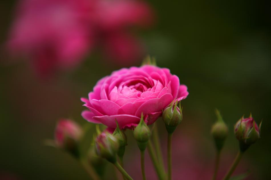 Flowers Nature Plants