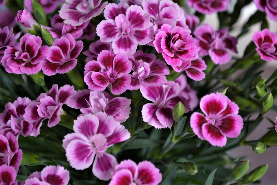 Purple Pink Flower free image download