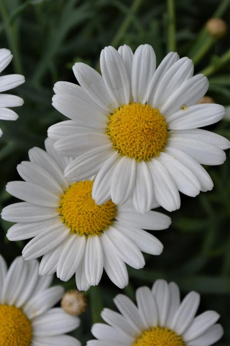 Flower White Yellow