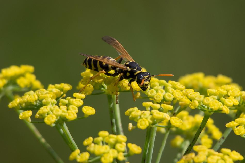 Nature Wasp Insect