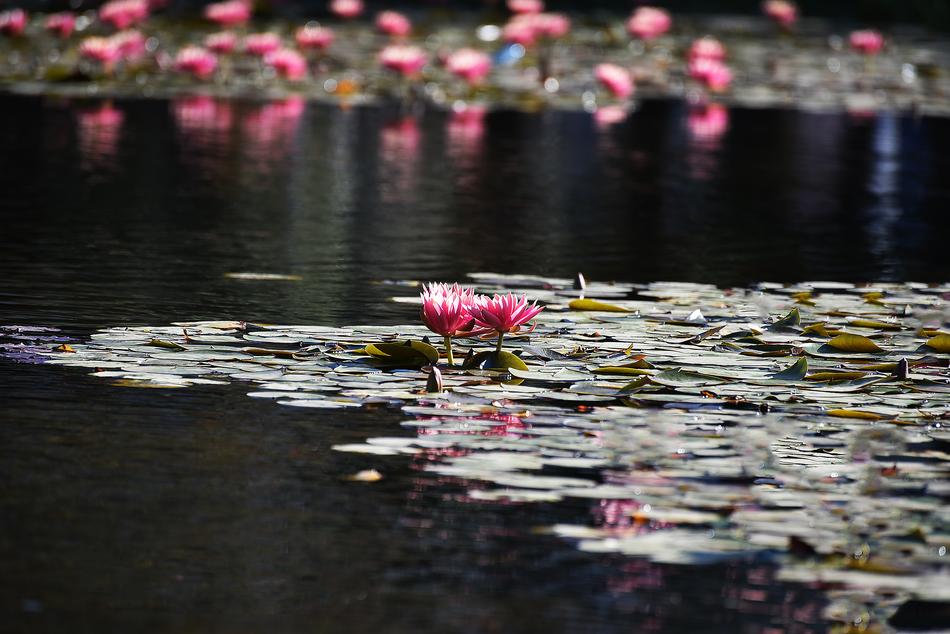 Flower Nature Pool