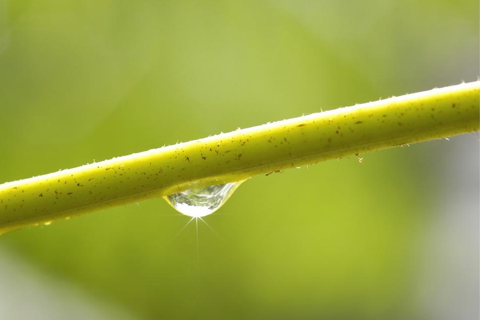 Leaf Nature Plant