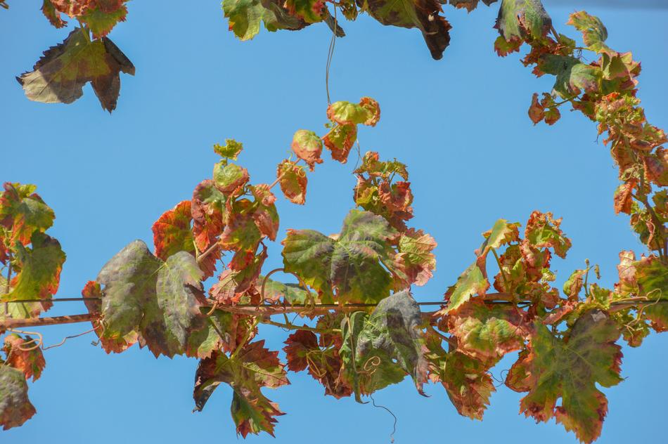 Leaf Tree Flora