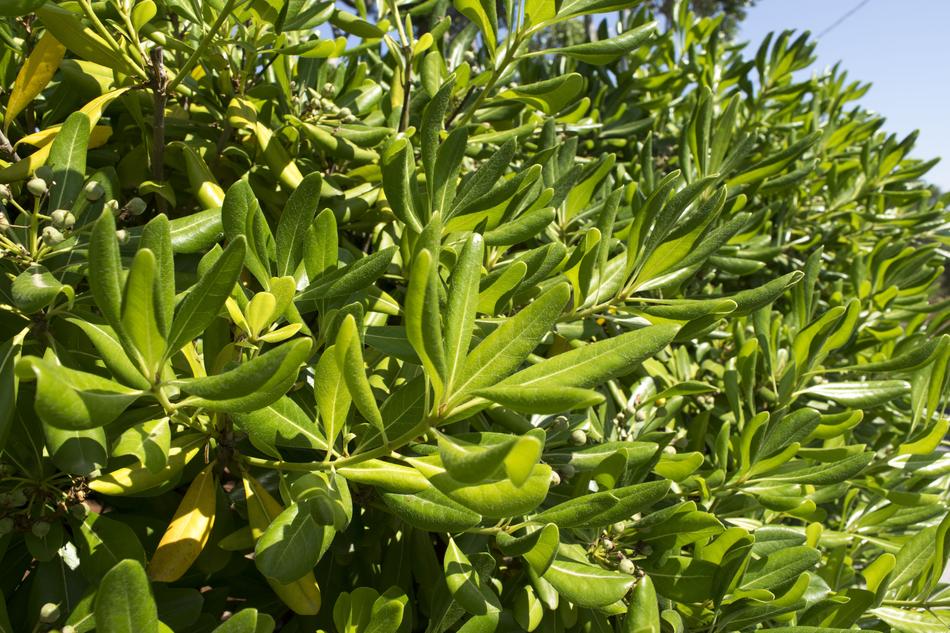 Nature Green Plant
