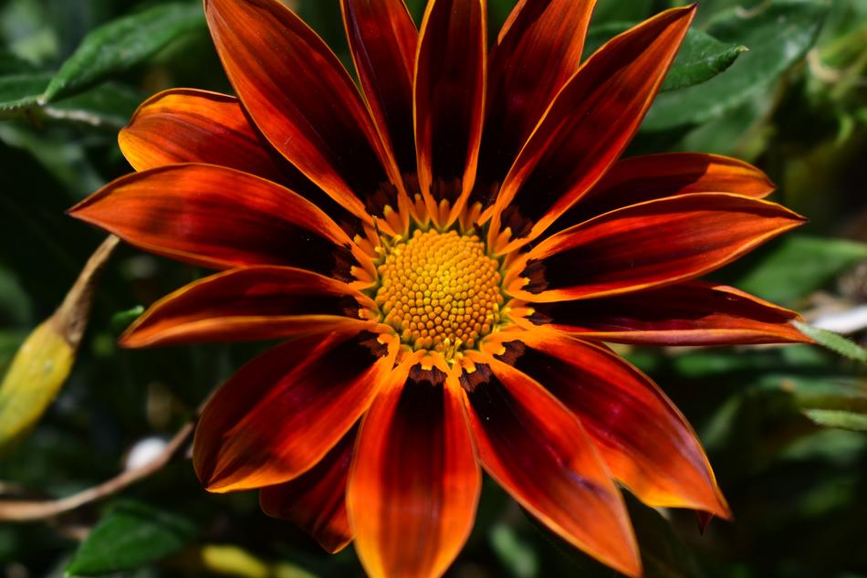 Nature Flower Plant