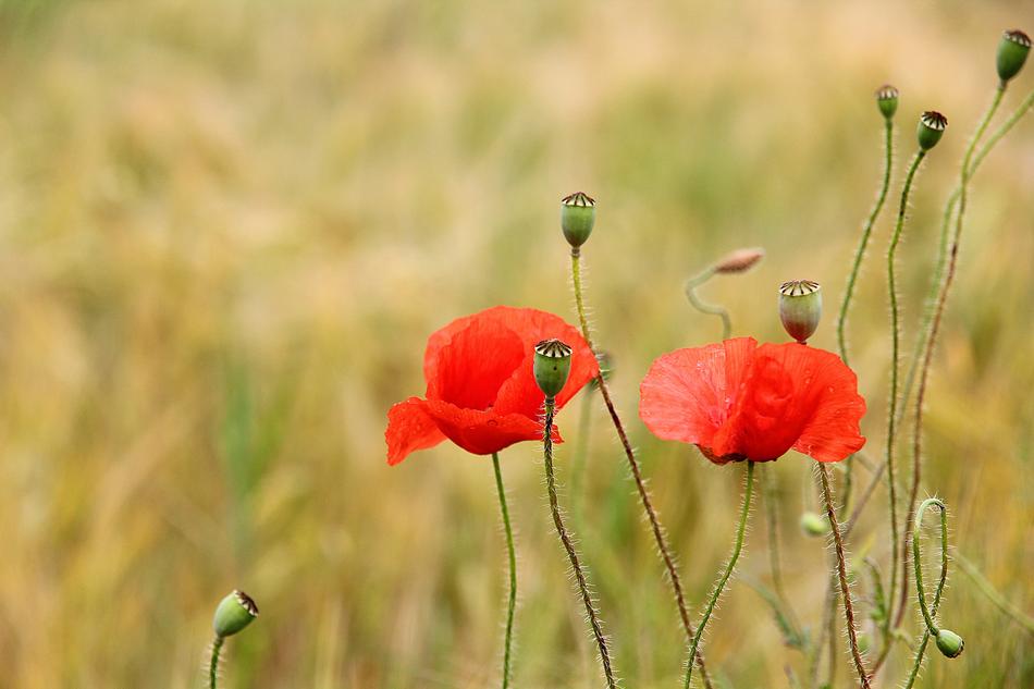 Poppy Red Weed