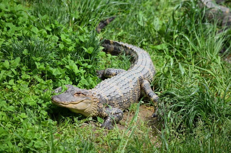 Alligator Zoo Crocodile
