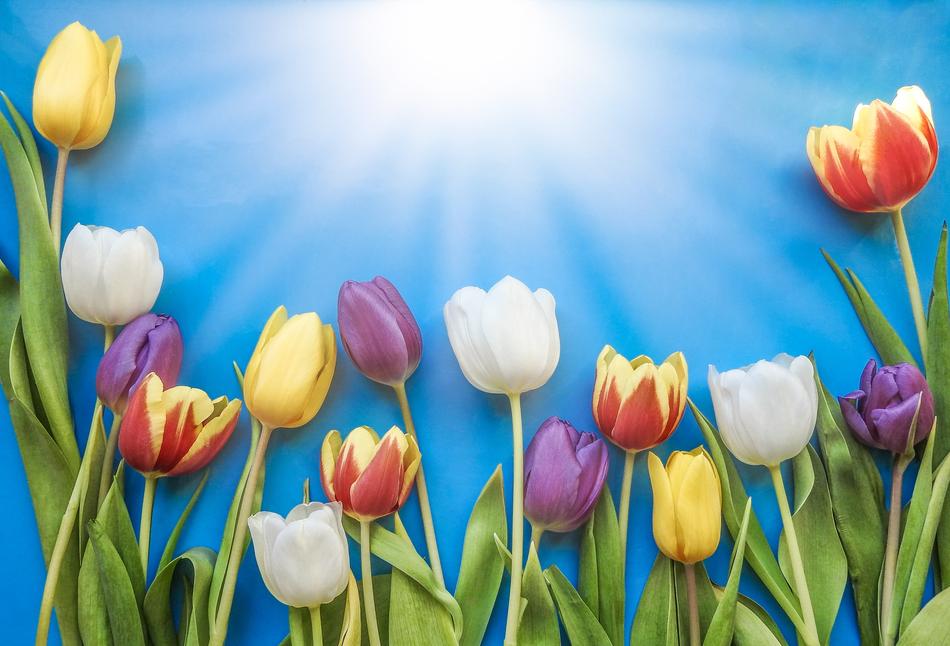 Tulip Nature Flower