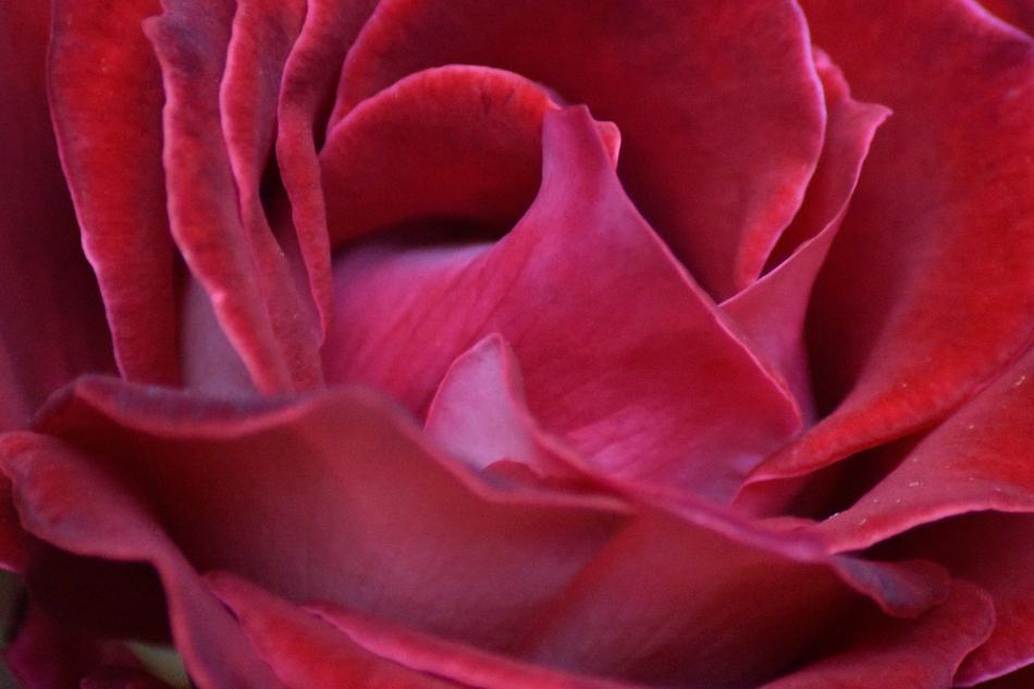 Red Rose Flower