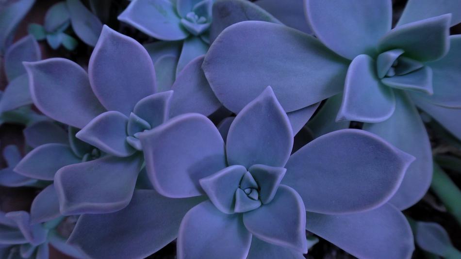 Succulent Sempervivum Houseleek