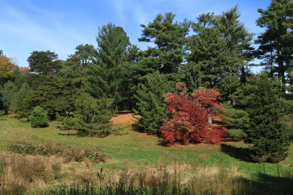 Foliage Nature