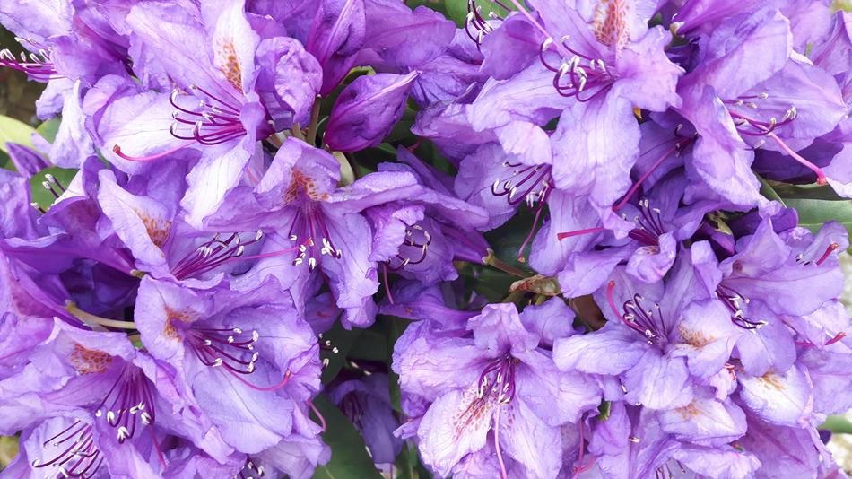 Flower Plant Nature