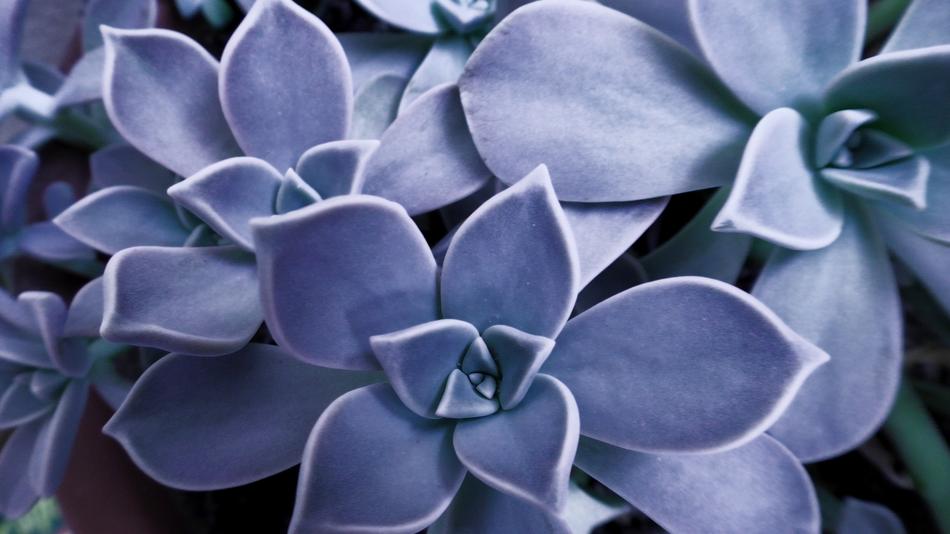 Succulent Houseleek Sempervivum
