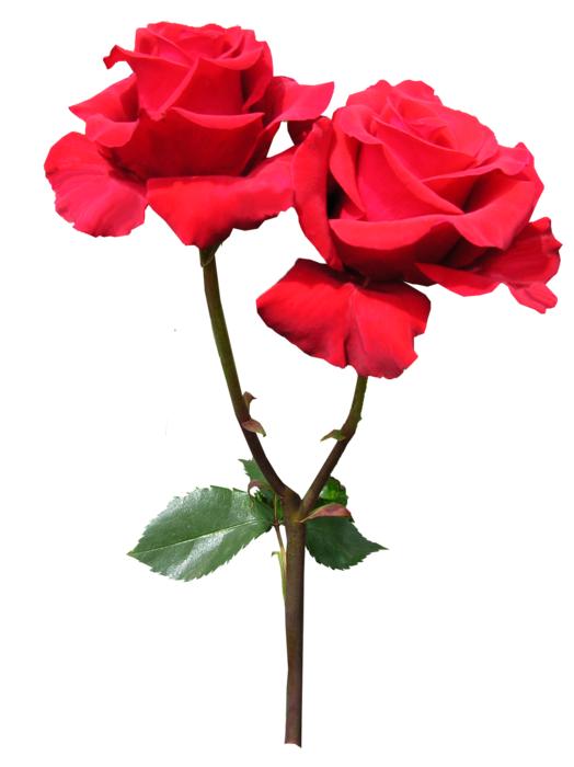 Red Rose Flower
