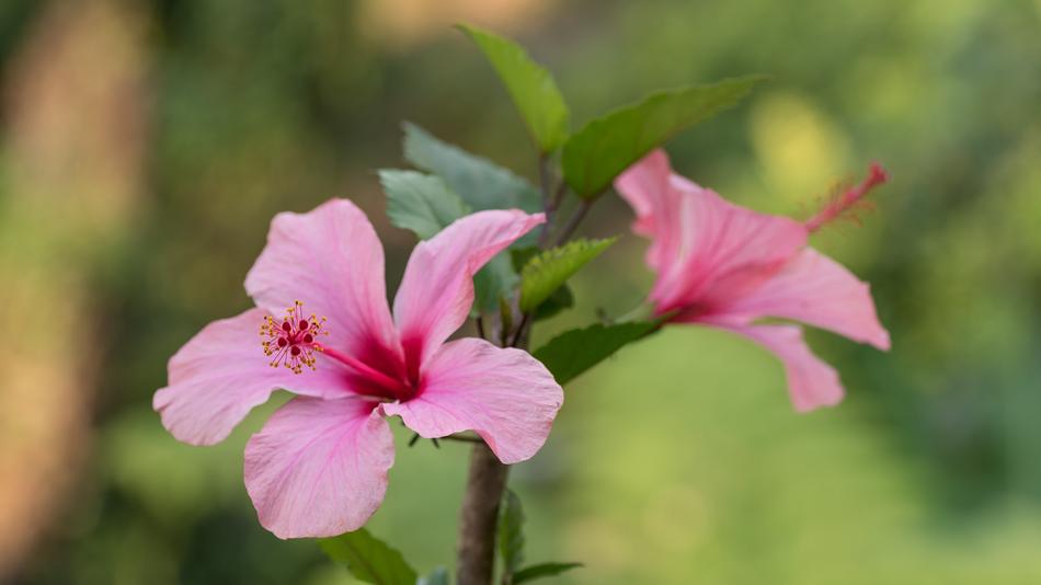 Flower Plant Nature
